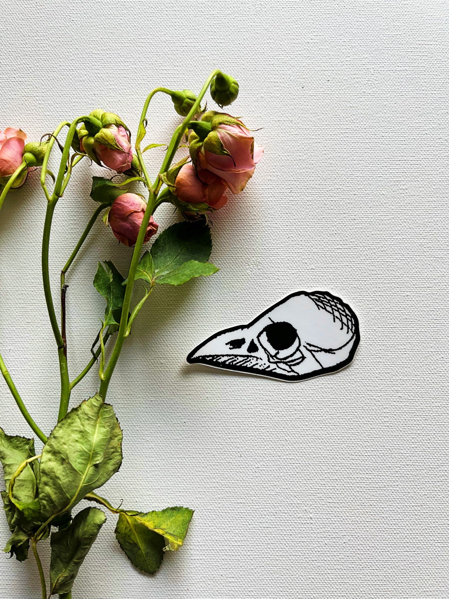 Bird Skull 3" Vinyl Sticker