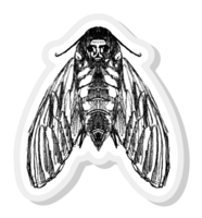 Death's Head Moth Acrylic Pin